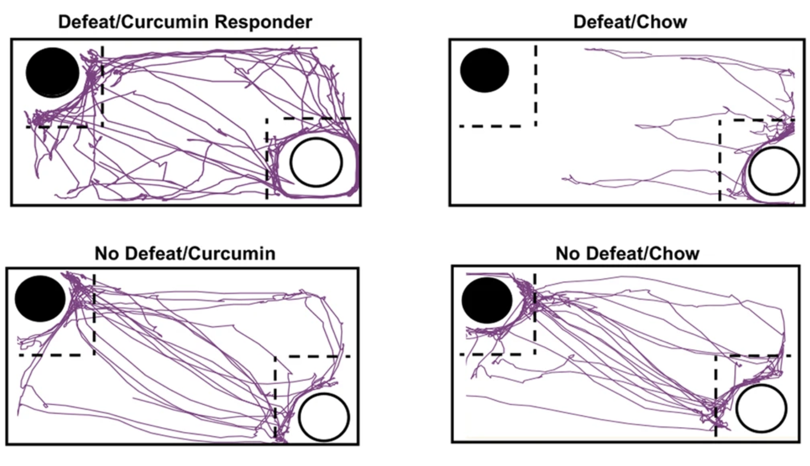 A diet enriched with curcumin promotes resilience to chronic social defeat stress
