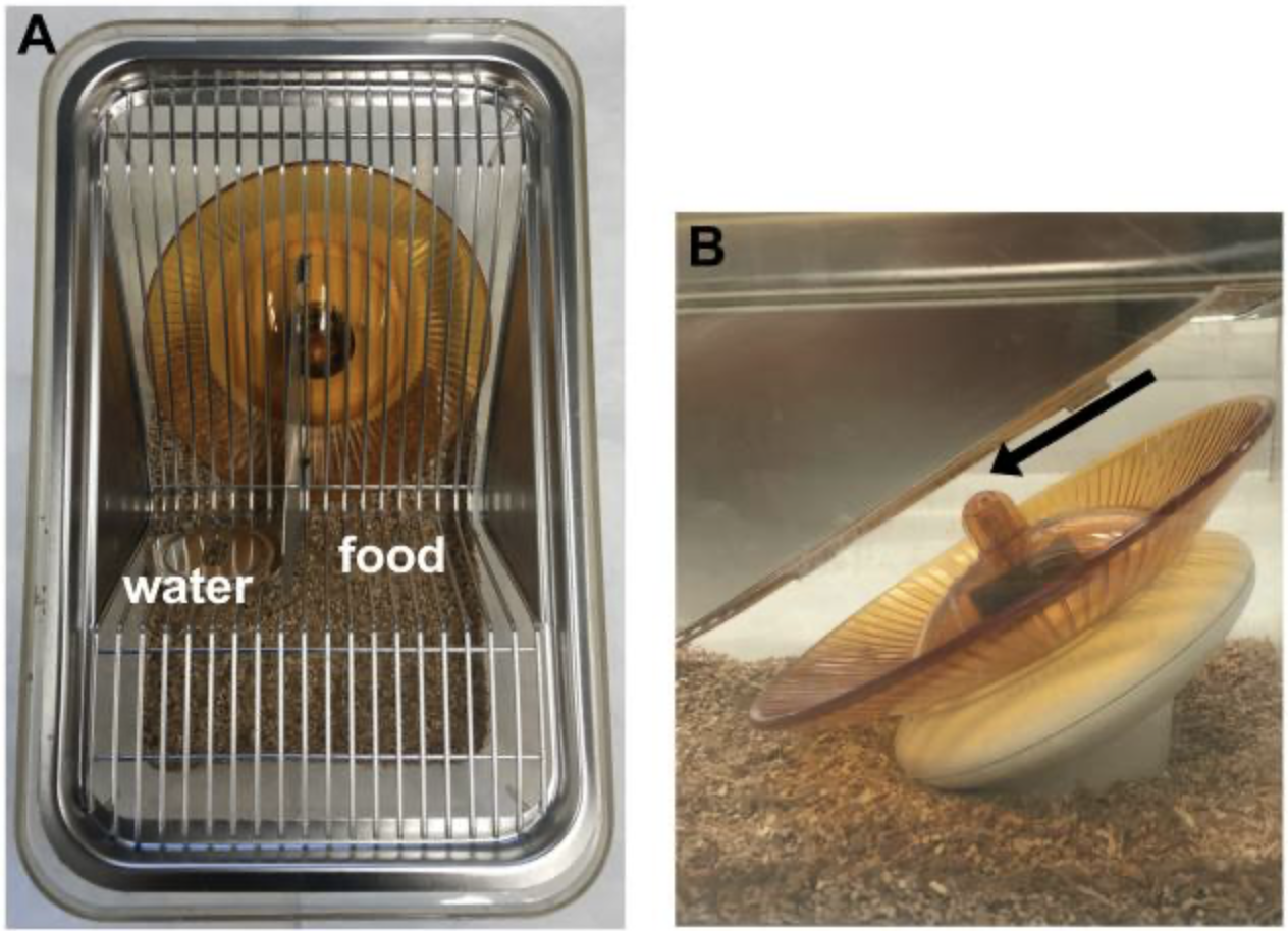 Publications | Burghardt Lab