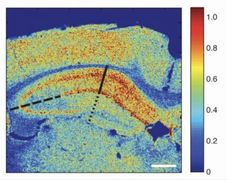 Publications | Burghardt Lab