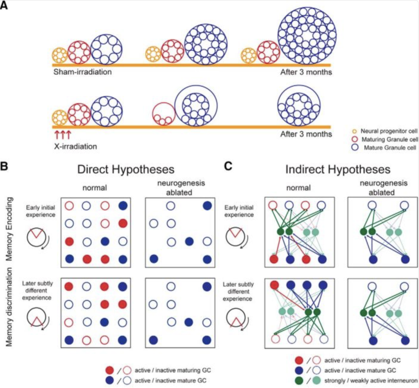 Experience-Dependent Regulation of Dentate Gyrus Excitability by Adult-Born Granule Cells
