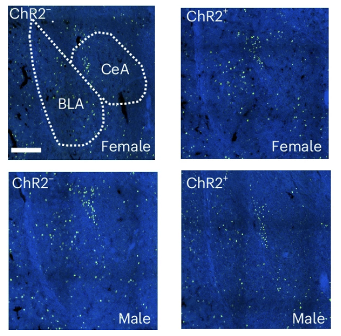 Publications | Burghardt Lab